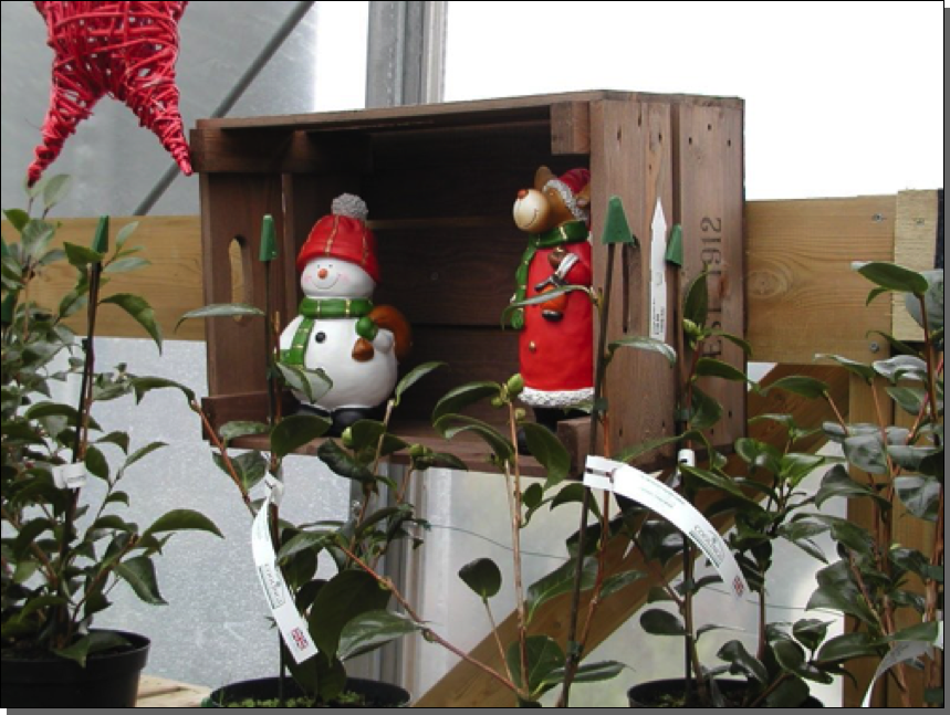 Bushel box display at Coolings

